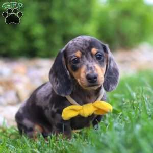 Blake, Dachshund Puppy